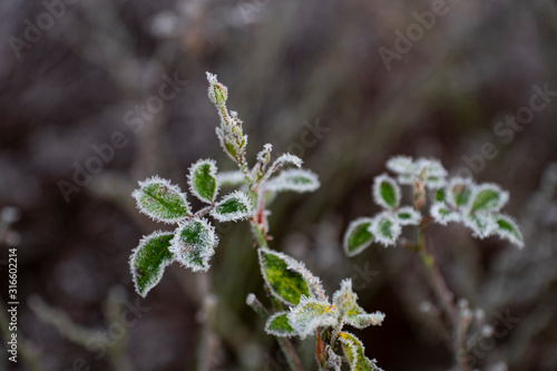frozen roses leaves © Fridimedia