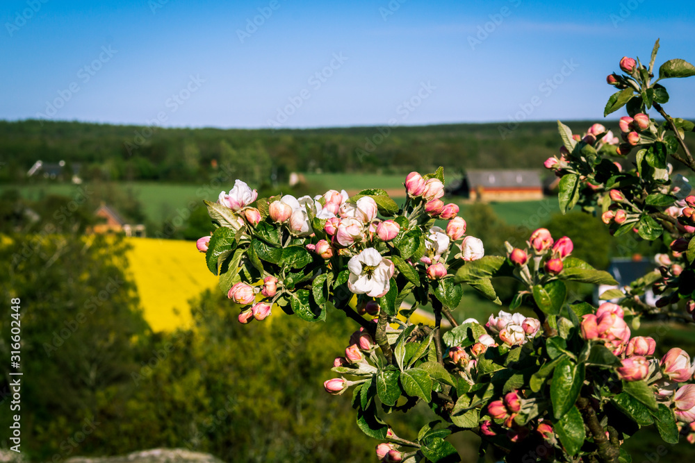 Spring flowers on a bush growing on a hill in the otherwise flat landscape in southern Sweden. In the background farmland and yellow rape seed flower fields Spring flowers on a bush growing on a hill in the otherwise flat landscape in southern Sweden. In the background farmland and yellow rape seed flower fields
