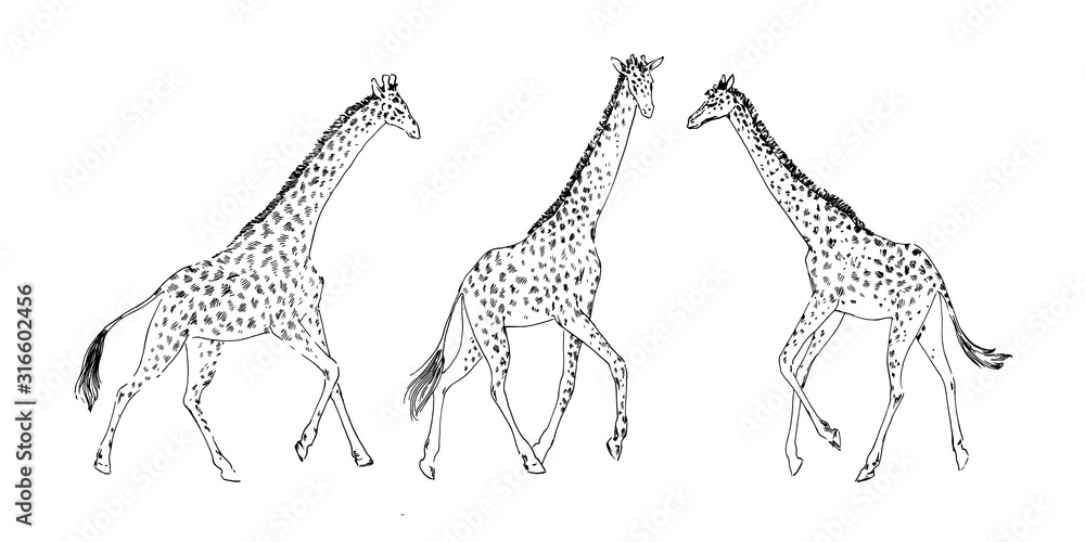 giraffe outline drawing
