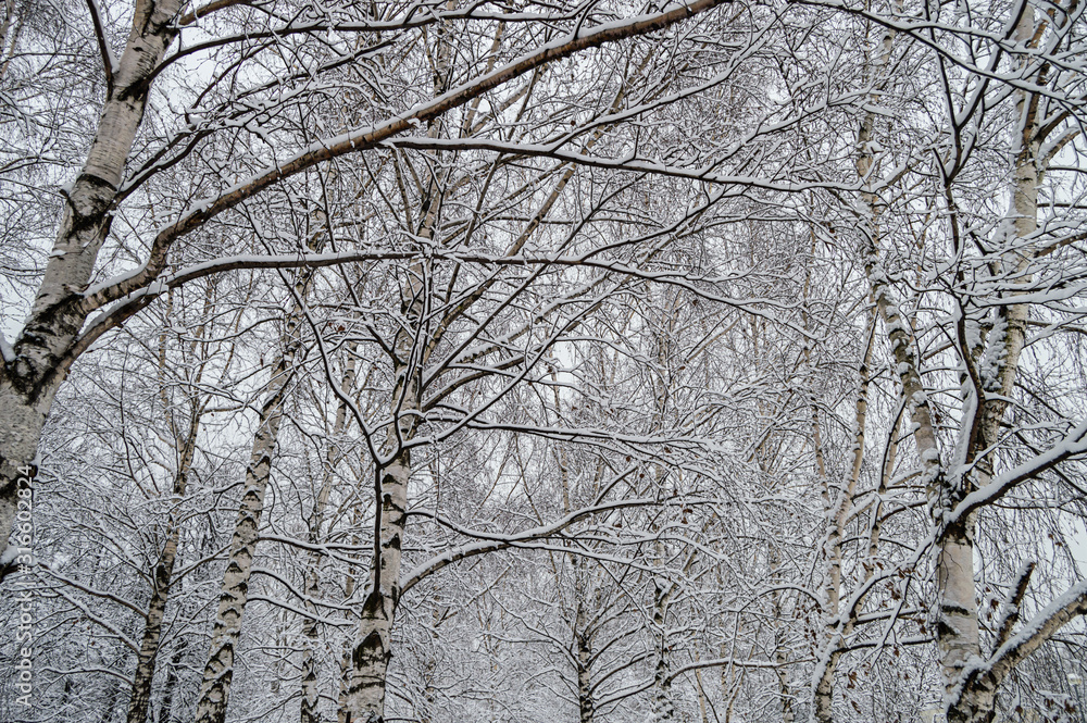 Snowy birch trees in the forest in winter. Snowy birch trees in the forest in winter.