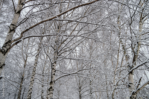 Snowy birch trees in the forest in winter. © Алексей Ветвинский