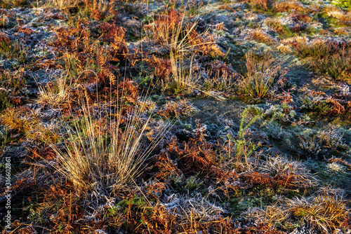 Frosty plants at Chailey Nature reserve in Easst Sussex photo