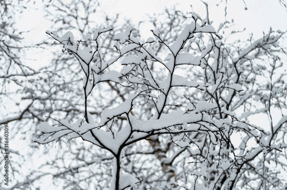Obraz premium Winter landscape of snowy tree branches against cold winter sky.