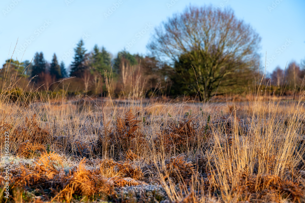 Frosty sunny day at Chailey Nature reserve in Easst Sussex Frosty sunny day at Chailey Nature reserve in Easst Sussex