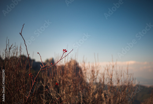 Plant with sunset and red buds. Suitable for background.
