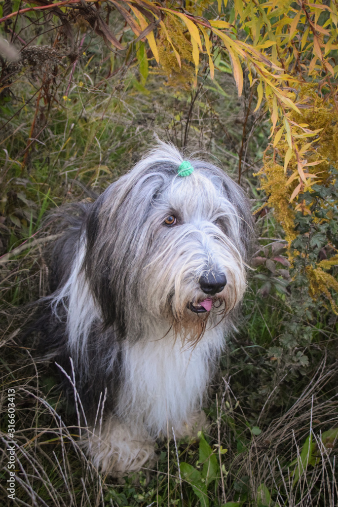 bearded collie is sitting in reed with sirious face. Autumn photoshooting in Prague.