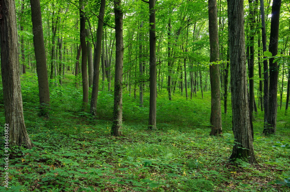 Sunlight in the green forest, spring time Sunlight in the green forest, spring time