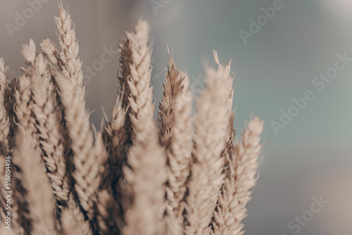Barley spikelets on blue background.
