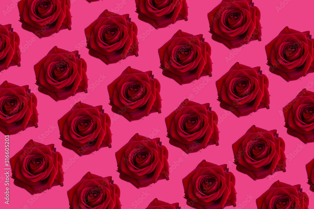 Red roses on pink background, to celebrate Valentine's day.