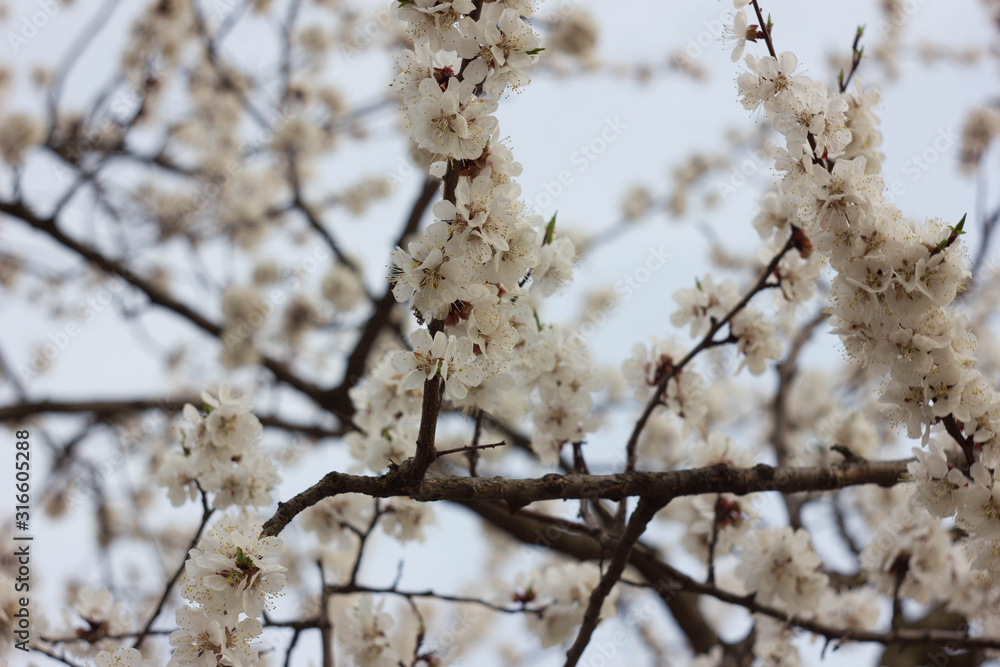 Apricot flowers on a cloudy day. apricot tree branches.