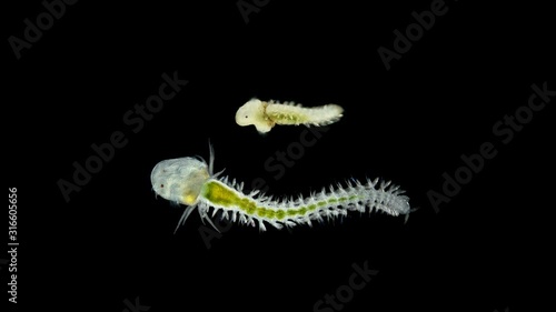 The polychaete worm larva under a microscope from the Phyllodocidae family, of type Annelida, nekhetheta, has a large head and can hide the body in the head in the early stages photo