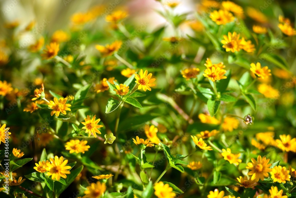 field of yellow flowers field of yellow flowers