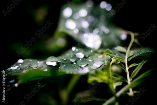 Resting Water Droplets