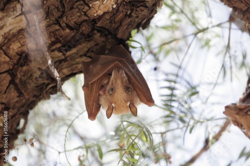 Epauletted Fruit Bat in a tree in Northern Ethiopia. The species could be Ethiopian Epauletted Fruit Bat, Epomophorus labiatus.