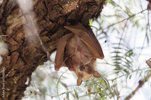 A female Epauletted Fruit Bat with a child in a tree in Northern Ethiopia