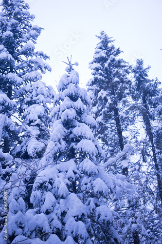 full of snow forest in winter © Mallagossa