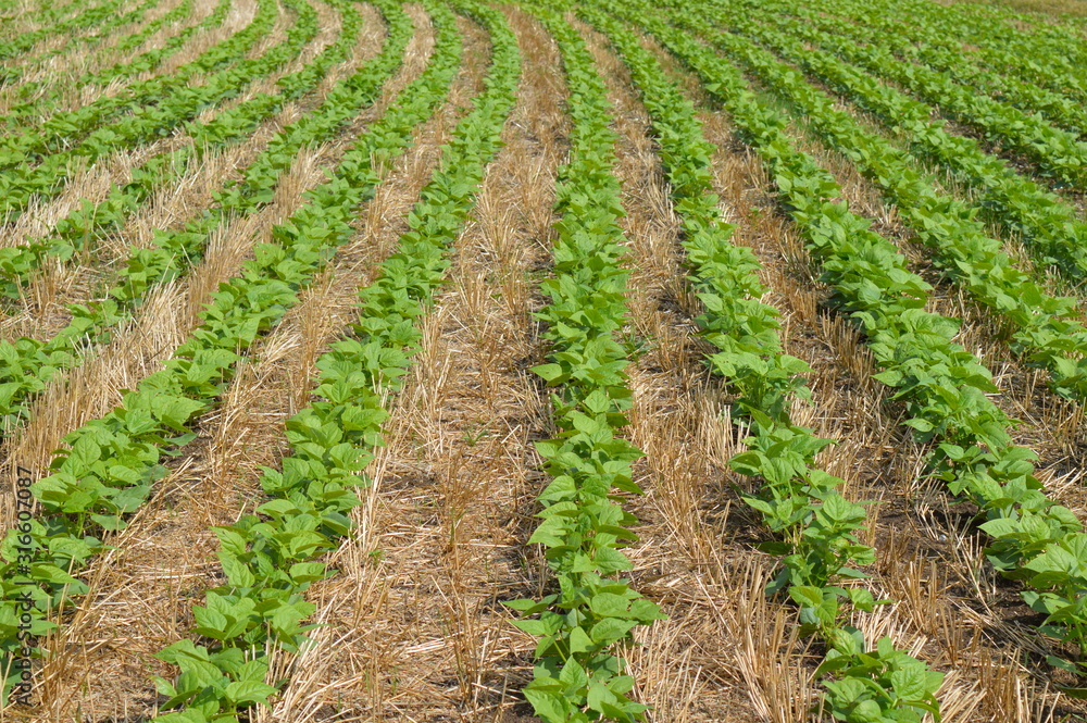 Early bean crop under no-tillage system Early bean crop under no-tillage system