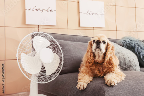 Cute dog in room with operating electric fan photo