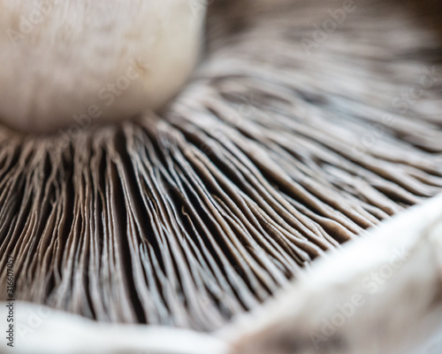 Close up of mushroom