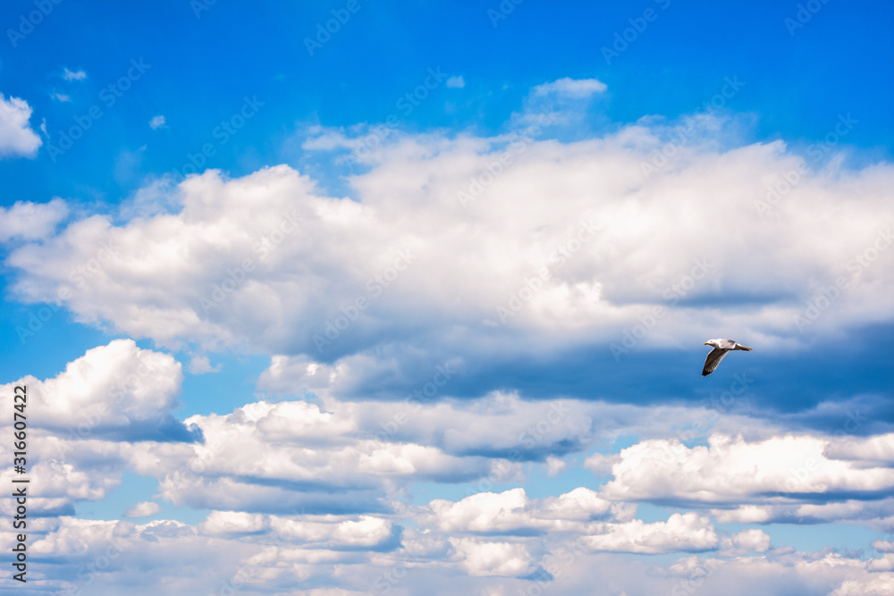 blue sky with clouds and flying bird