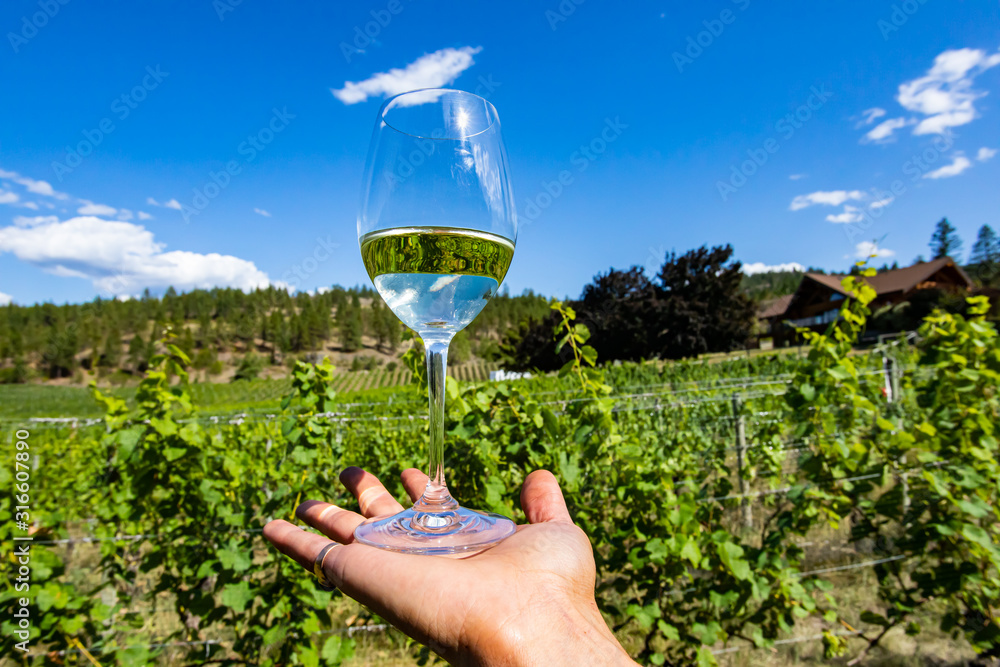 glass of clear pale white wine on hand selective focus against Okanagan Valley winery vineyards with blue sky background, outdoor wine tasting concept