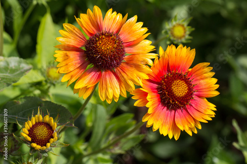 buds of vibrant garden flowers with rich color