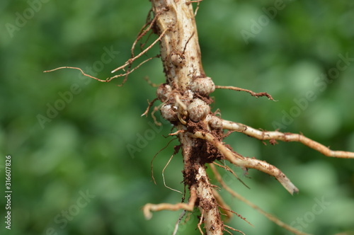 Fotografía small nodules growing on soybean root