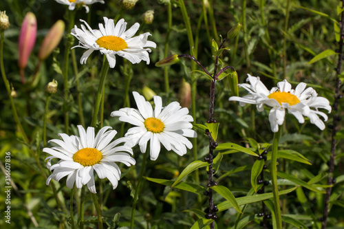 blooming daisies in the meadow