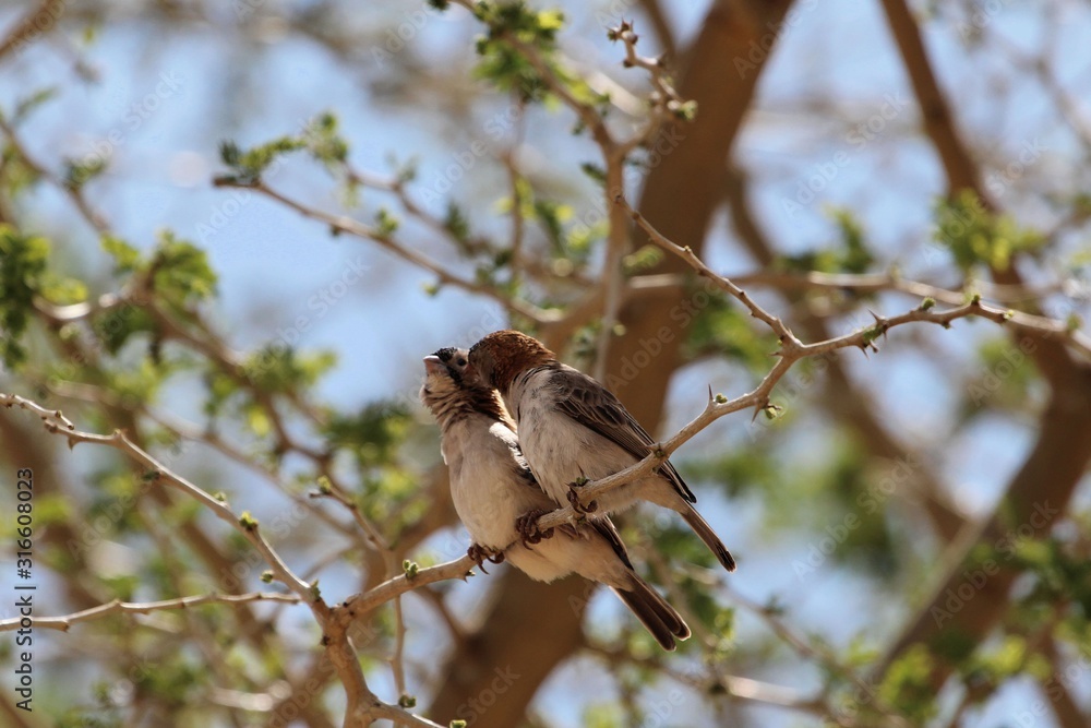 Pair of speckle fronted weaver birds, Sporopipes frontalis, in an acacia tree Pair of speckle fronted weaver birds, Sporopipes frontalis, in an acacia tree