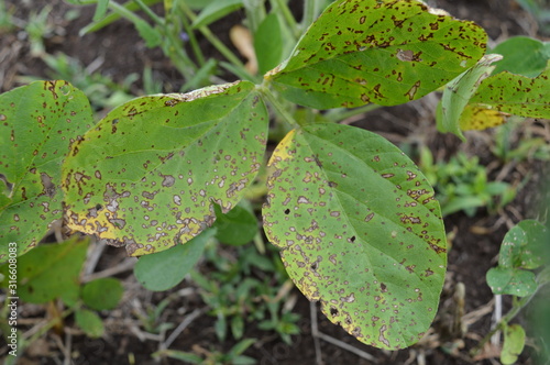 Frogeye leaf spot of soybean caused by Cercospora
