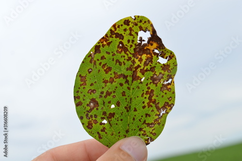 Frogeye leaf spot of soybean caused by Cercospora