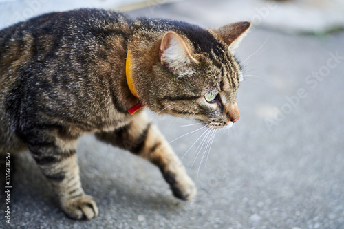 Street tabby cat is walking on the street on the pavement. © Konstiantyn Zapylaie