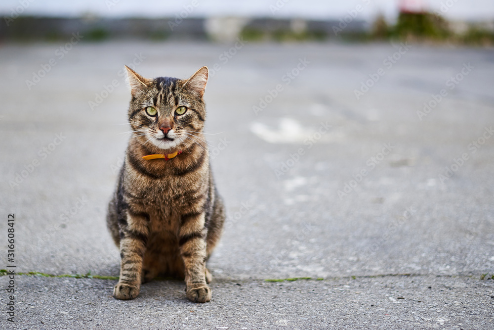 Street tabby cat sits on the street on the pavement. Street tabby cat sits on the street on the pavement.