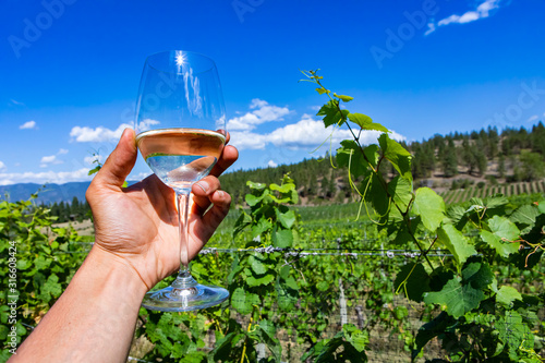hand holding a glass of pale white wines cheers against Okanagan Valley grapevines vineyards, Canadian winemaking, British Columbia BC, Canada