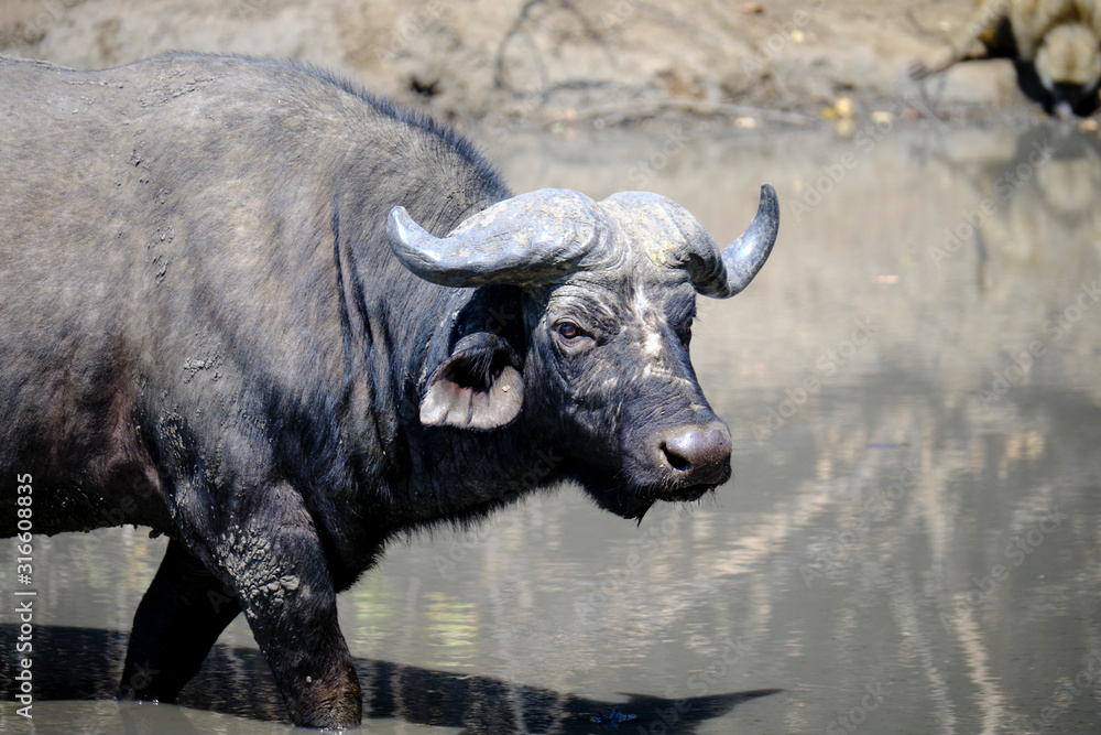 Buffalo in Mana Pools National Park, Zimbabwe Buffalo in Mana Pools National Park, Zimbabwe