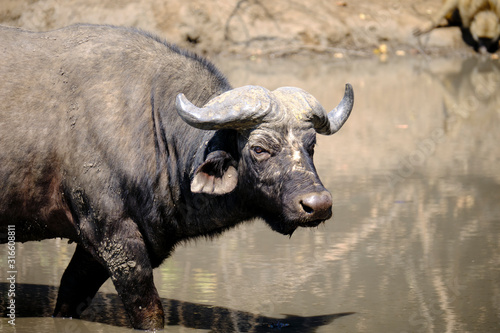 Buffalo in Mana Pools National Park  Zimbabwe