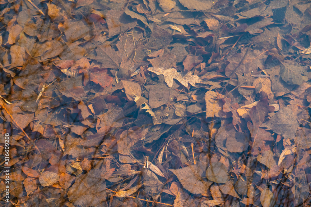 autumn leaves under water, nature background autumn leaves under water, nature background