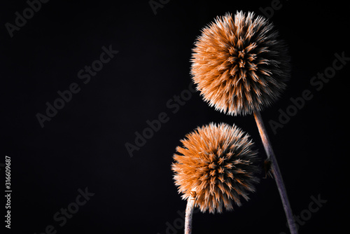 Dried flowers. Dried flowers on a black background. flowers on a black background . Dry grass