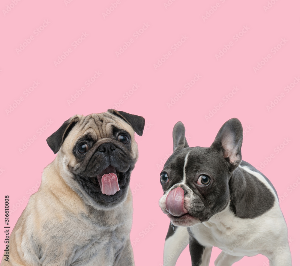 team of pug and french bulldog licking nose