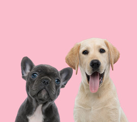 team of two dogs on pink background