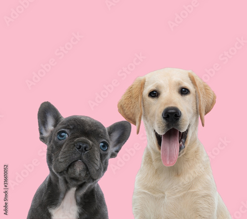 Photography team of two dogs on pink background