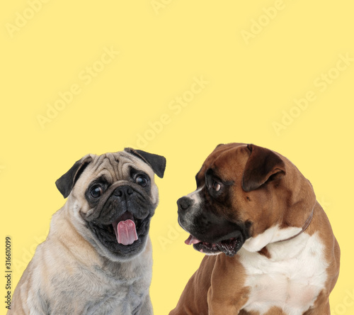couple of pug and boxer dogs panting happy © Viorel Sima