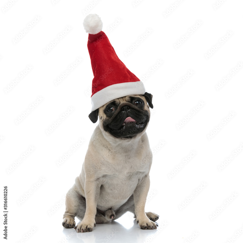 Lovely pug panting and wearing a Santa Clause hat