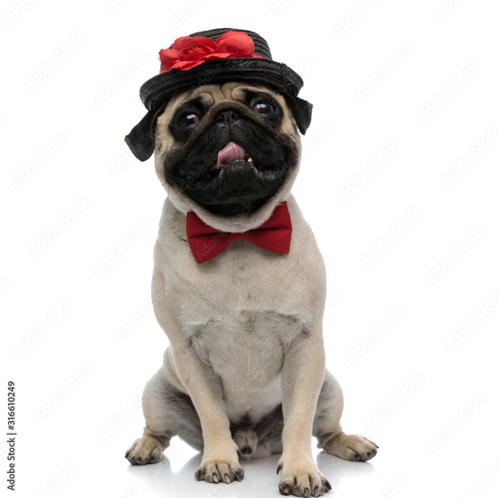 Lovely pug panting, wearing a cap with a flower