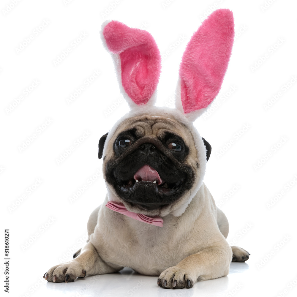 Cheerful pug panting and smiling while wearing pink bunny ears