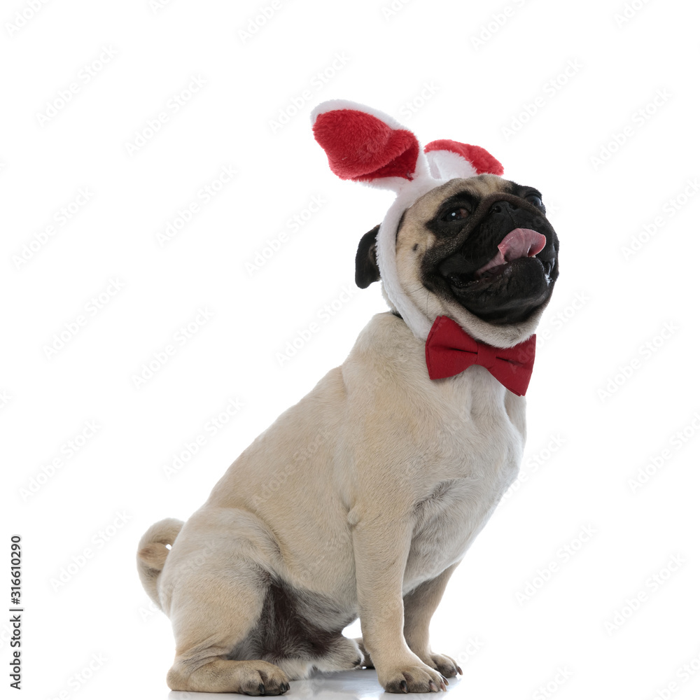 Positive pug panting and smiling while wearing bunny