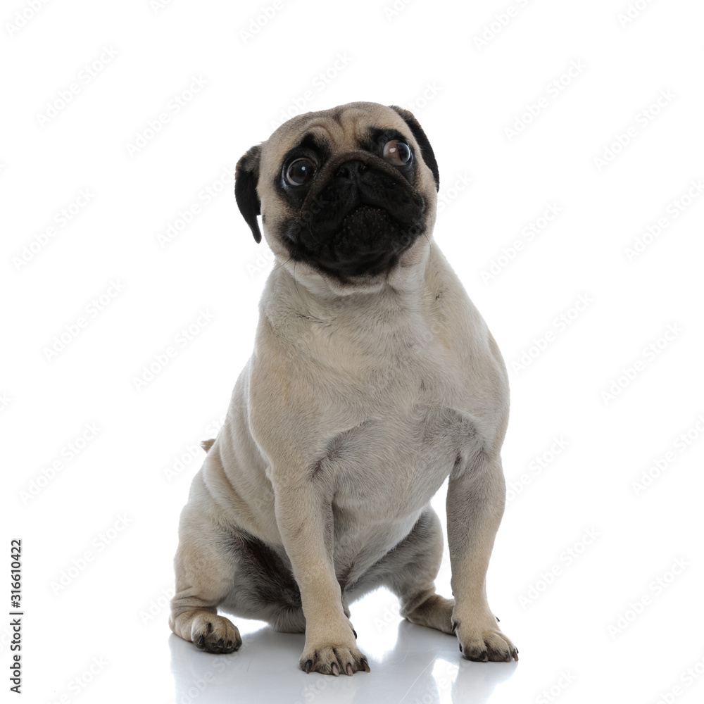 Frightened pug looking to the side and being scared Frightened pug looking to the side and being scared