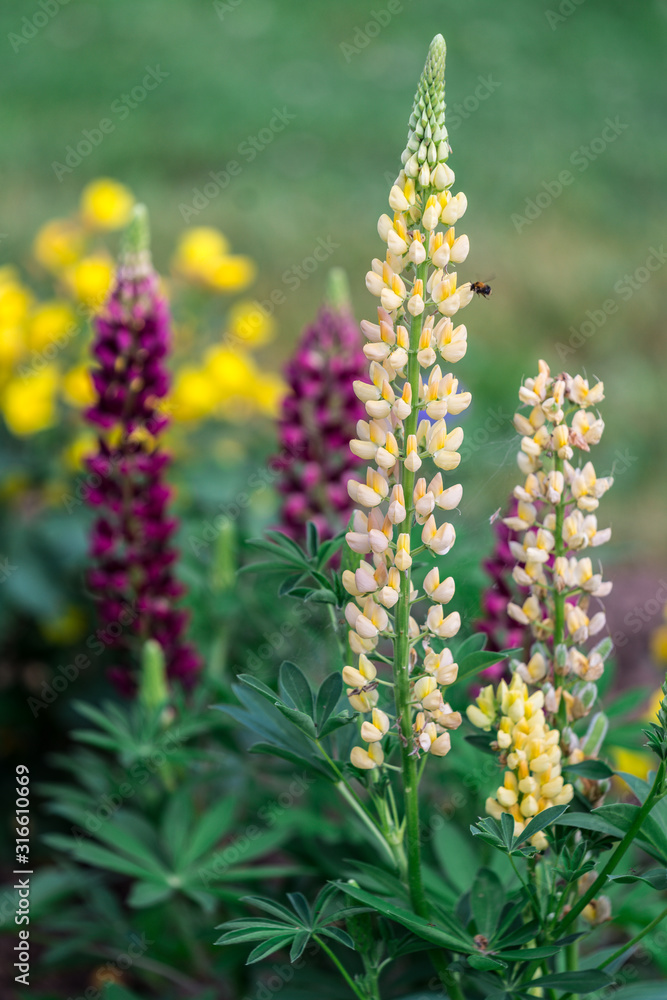Fototapeta premium yellow lupines on a green garden background; vertical flowers on summer day, one flower in focus and sharpness