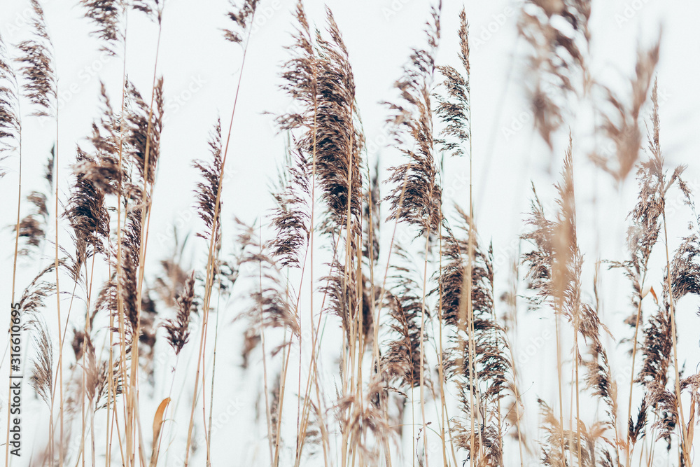 Fototapeta premium Grass in a field in the wind for a poster
