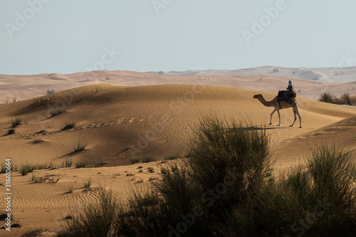 Camello cruzando el desierto de Dubai 